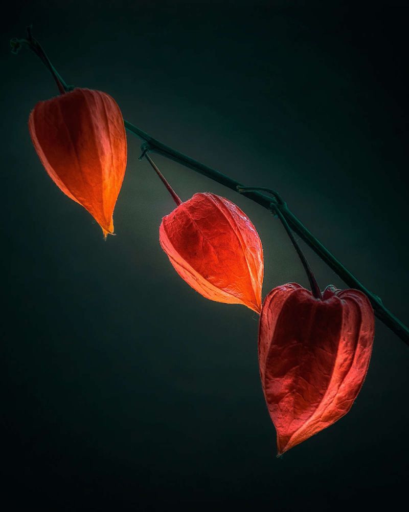 Advaita